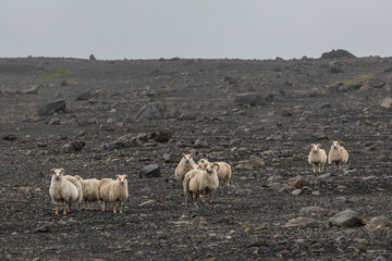 Islandia - Iceland  © jacek swiercz