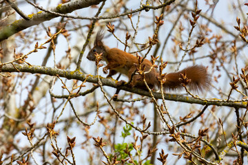 Squirrel is sitting on a branch in the forest and is looking for food. it is very curious and has a bushy tail 