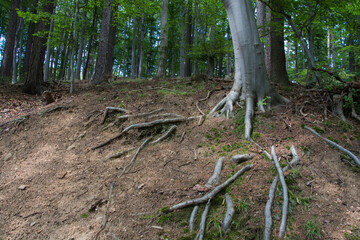 Las liściasty, drzewo na skarpie, widoczne korzenie