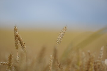 Fototapeta premium Weizen