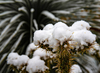 Snow-covered, frost-resistant Cylindropuntia cactus, Cactaceae with large, pointed spines in winter