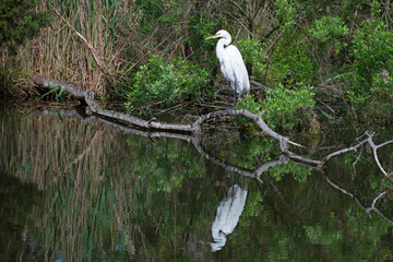 Great egret with reflection in an inland marsh.