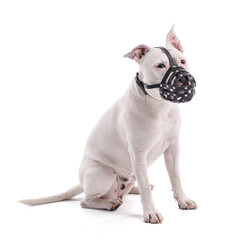Female white american staffordshire with a muzzle