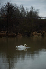 swan on the lake