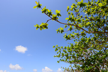 さわやかな青空と新緑