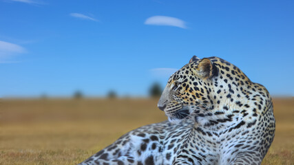 Close up shot of wild leopard in safari