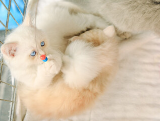 two kittens of Turkish Angora playing close with pet toy. Fashion kitty cat with pedigree and blue eyes. Concept of comfortable house, relaxing and safety state of mind.