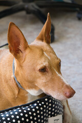 Beautiful cinnamon and white hound