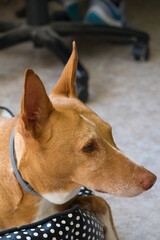 Beautiful cinnamon and white hound