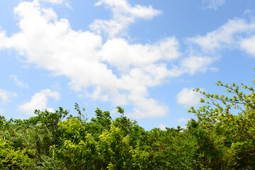 さわやかな青空と新緑