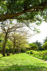 さわやかな青空と新緑