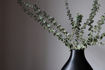 dried baby blue eucalyptus in modern black pot