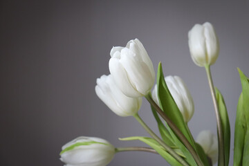 Naklejka premium bouquet of white tulips 
