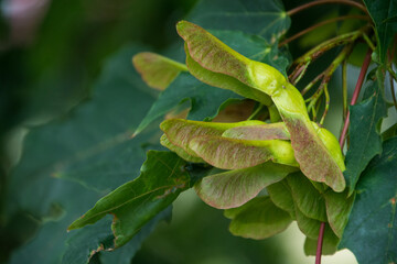gałązka klonu, zielone liście, nasiona © Andrzej Michaluk