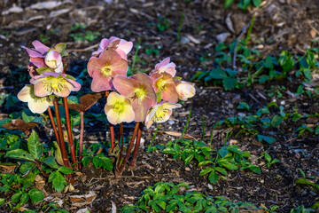 Closeup of pink flowers on a hellebore plant blooming in a sunny garden
