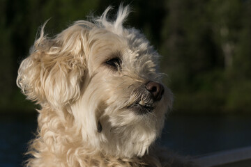Portrait of a small dog (breathing fresh air)