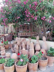 flowers in pots