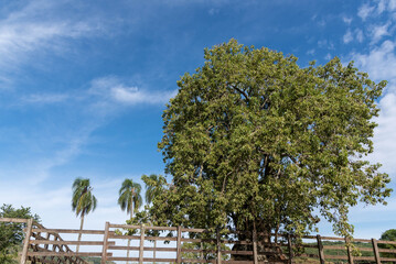 Fototapeta na wymiar Centenary tree of Úmbu (Phytolacca dioica) and in the background the blue sky