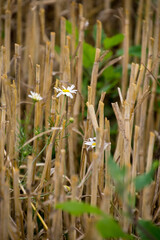 Białe kwiaty rumianku w skoszonym zbożu