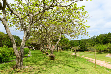 さわやかな青空と新緑
