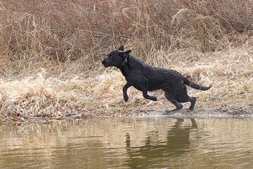Labrador retriver jumps into the water.