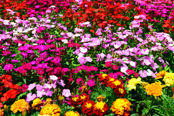 色鮮やかな春の花