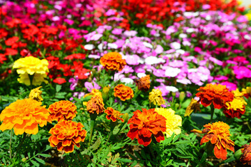 色鮮やかな春の花
