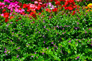 小さなかわいい花