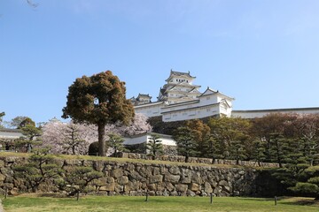 姫路城　満開の桜