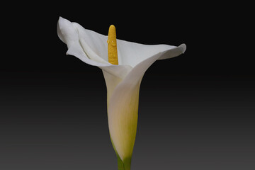 exquisite close up detail of calli lily - 426932785
