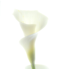 high key ethereal lily calli - 426932796