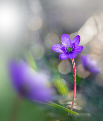 Macro of a single tiny spring anemone flower in between other flowers. Shallow depth of field, soft focus and blur. Sun shining