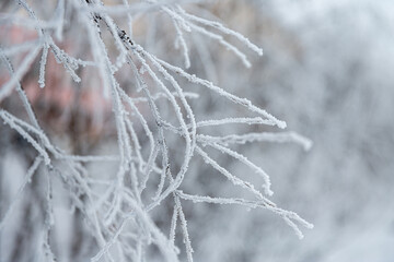 Snow and rime ice on the branches of bushes. Beautiful winter background with twigs covered with hoarfrost. Plants in the park are covered with hoar frost. Cold snowy weather. Cool frosting texture.