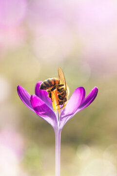 Macro of a bee on a single pink early crocus flower. Isolated subject from blurred, bokeh background. Shallow depth of field, sunshine