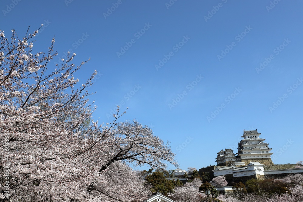 Sticker 姫路城　満開の桜