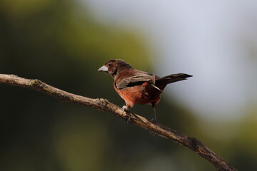 Aves