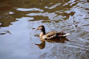 duck on the water