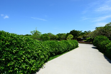 さわやかな青空と白い道