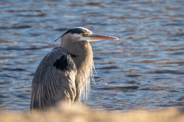 blue heron on the boise river on a spring morning