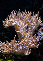 Orangene Koralle / Anemone im Salzwasser Aquarium Unterwasser