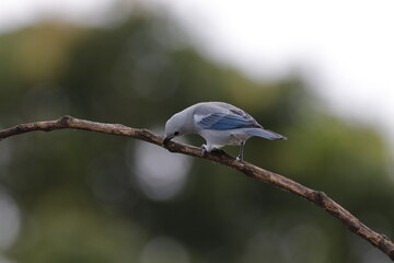 aves