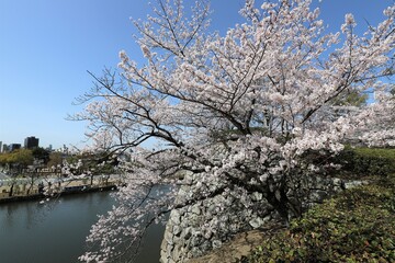 姫路城　満開の桜