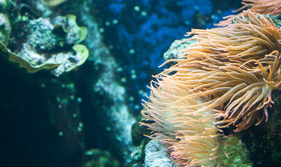 Naklejka na ściany i meble Gelbe Anemone / Koralle Unterwasser im Salzwasser 