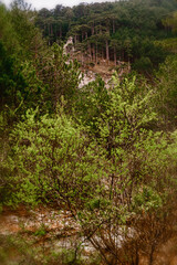 landscape forest with rocks and pine trees
