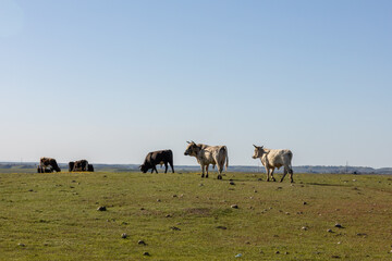 Cattle Grazing