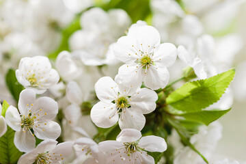 Branches of blossoming cherry and bee macro with soft focus on blue background. Easter and spring greeting cards. Springtime