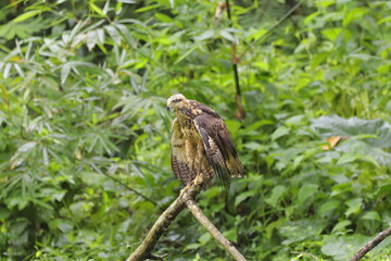 aves