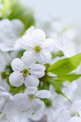 Branches of blossoming cherry and bee macro with soft focus on blue background. Easter and spring greeting cards. Springtime