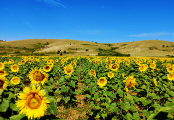 Obraz premium The Common Sunflower Plant - Helianthus annuus