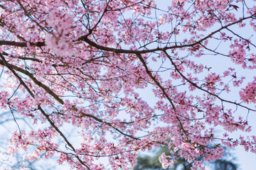 pink cherry blossom